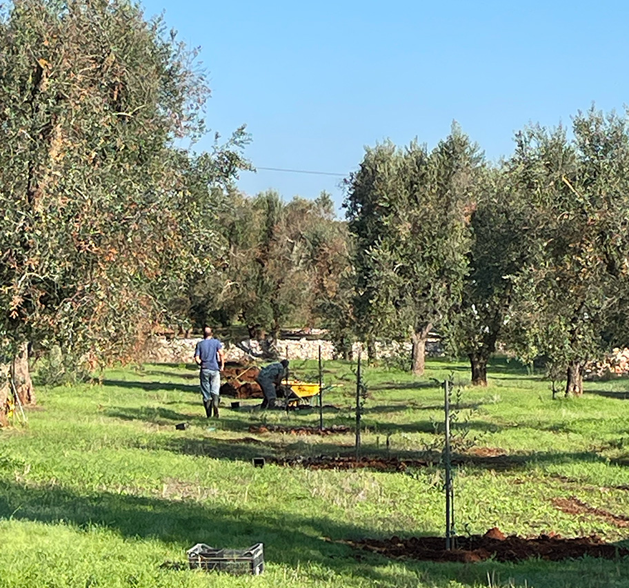 plantation